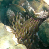 Dusky Damselfish - Stegastes adustus & Giant Anemone - Condylactis gigantea