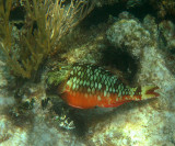 Stoplight Parrotfish - Sparisoma viride (female)