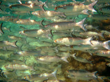 White Mullet or Silver Mullet - Mugil curema