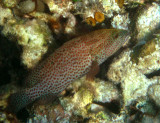 Red Hind - Epinephelus guttatus