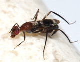 Stilt-legged Fly - Micropezidae