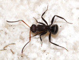 Camponotus Subgenus Myrmobrachys