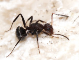 Camponotus Subgenus Myrmobrachys