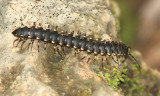 Millipede