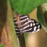 Whitened Bluewing - Myscelia cyaniris