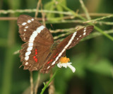 Banded Peacock - Anartia fatima