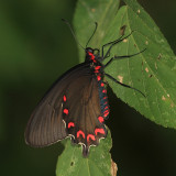 Montezuma's Cattleheart - Parides montezuma