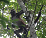 Yucatan Spider Monkey - Ateles geoffroyi yucatanensis