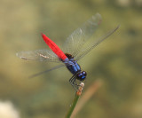 Mexican Scarlet-Tail - Planiplax sanguiniventris