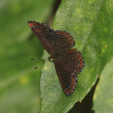 Cloaked Scintillant - Detritivora barnesi