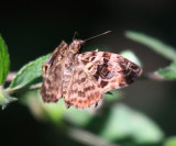 Variegated Skipper - Gorgythion begga