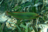 Clown Wrasse - Halichoeres maculipinna