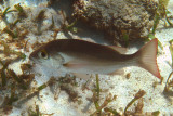 Mahogany Snapper - Lutjanus mahogoni