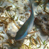 Redband Parrotfish - Sparisoma aurofrenatum