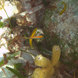 Yellow-headed Wrasse - Halichoeres garnoti (juveniles)