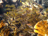 Smallmouth Grunt - Haemulon chrysargyreum