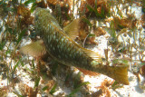 Yellowtail Parrotfish - Sparisoma rubripinne