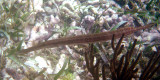 Trumpetfish - Aulostomus maculates