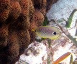 Four-eyed Butterflyfish - Chaetodon capistratus