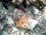Queen Conch - Eustrombus gigas