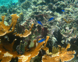 Blue Chromis - Chromis cyaneus