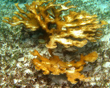 Four-eyed Butterflyfish - Chaetodon capistratus