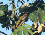 Black-headed Saltator - Saltator atriceps