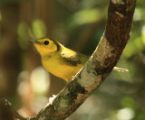 Hooded Warbler - Wilsonia citrina