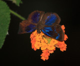 Brilliant Blue Skipper - Paches loxus (male)