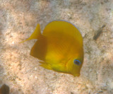 Yellow Tang - Zebrasoma flavescens