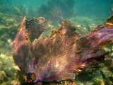 Purple Sea Fan - Gorgonia ventalina
