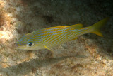 French Grunt - Haemulon flavolineatum