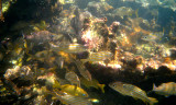 Smallmouth Grunt - Haemulon chrysargyreum