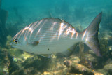 Bermuda Sea Chub - Kyphosus sectatrix