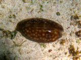Humpback Cowrie - Cypraea mauritiana