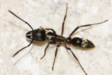 Hairy Panther Ant - Pachycondyla villosa