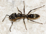 Hairy Panther Ant - Pachycondyla villosa