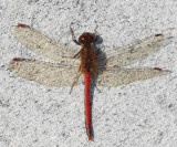 Autumn Meadowhawk - Sympetrum vicinum