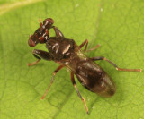 Stalk-eyed Flies - Diopsidae