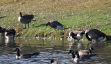 Pink-footed Goose - Anser brachyrhynchus