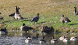 Pink-footed Goose - Anser brachyrhynchus