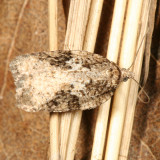 3520  Acleris fuscana