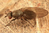 Sapromyza brachysoma