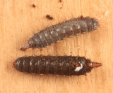 Pachygastrinae larvae