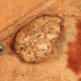 Macrodiplosis majalis (gall)