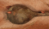Zapatella quercusphellos (gall)