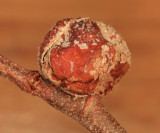 Dasineura serrulatae (gall)