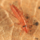 Fleas - Siphonaptera