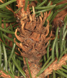 Eastern Spruce Gall Adelgid - Adelges abietis
