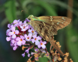 Long-tailed Skipper - Urbanus proteus